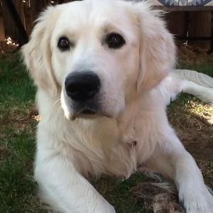 Meet your Posher, Rose